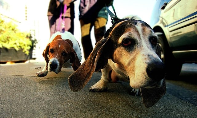 Two dogs pulling on a leash during their walk.