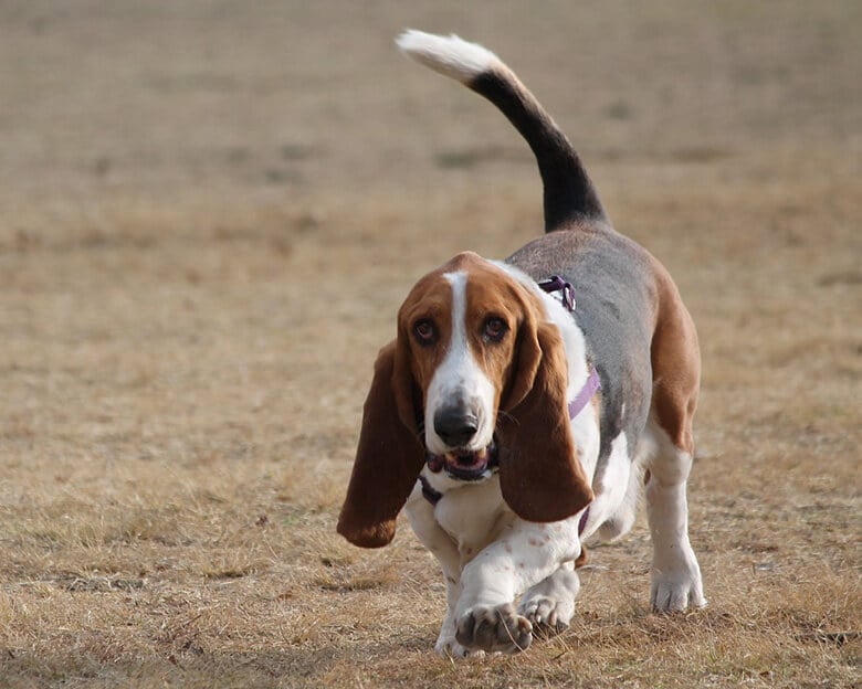 A prone basset hound running in a field.