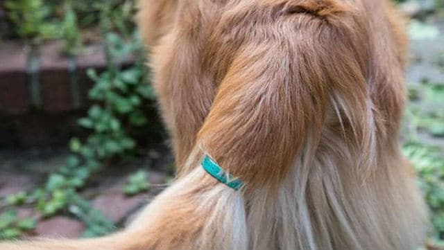 This Gadget Thinks It Can Measure Your Dog's Emotions With the Wag of a Tail