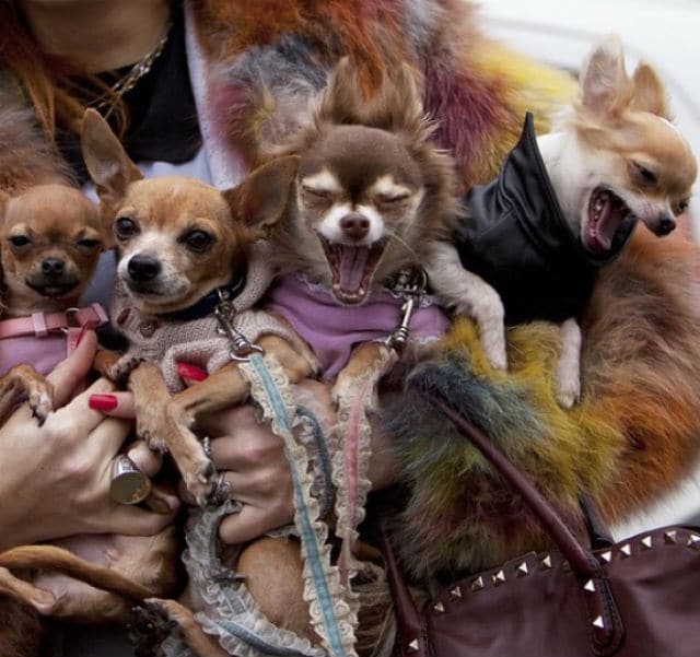 Four chihuahua dogs are being held by a woman at Maison de PawZ.