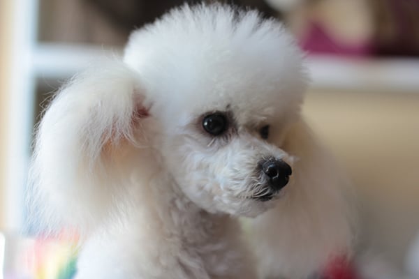 A white poodle is sitting on top of a table in a downtown doghouse.