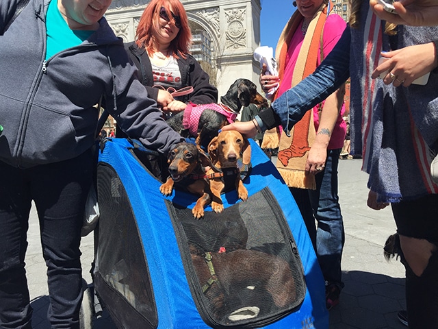 A Dachshund Spring Fiesta, where a group of people with dogs in a stroller gather to celebrate the season.