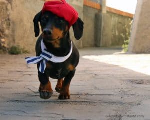 A dachshund wearing a red hat.