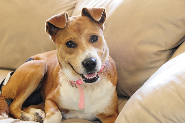A Vet Answered All Our Questions About Dental Disease, the No. 1 Health Issue In Dogs