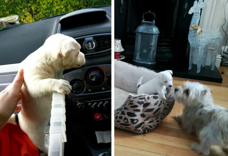 Two pictures of a puppy and a person in a car.