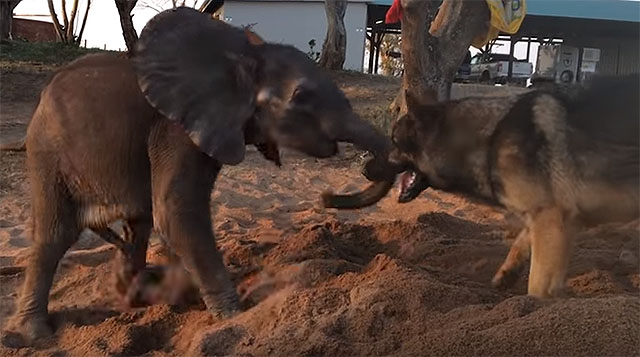 An Orphaned Elephant Finds a Special Friend in a Dog