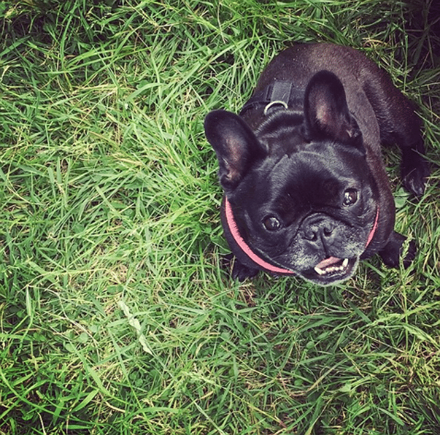 A black french bulldog is sitting in the grass.