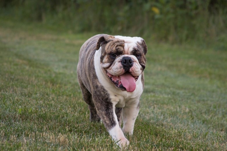 A white and brown bulldog running through the grass, exemplifying the agility of certain breeds.