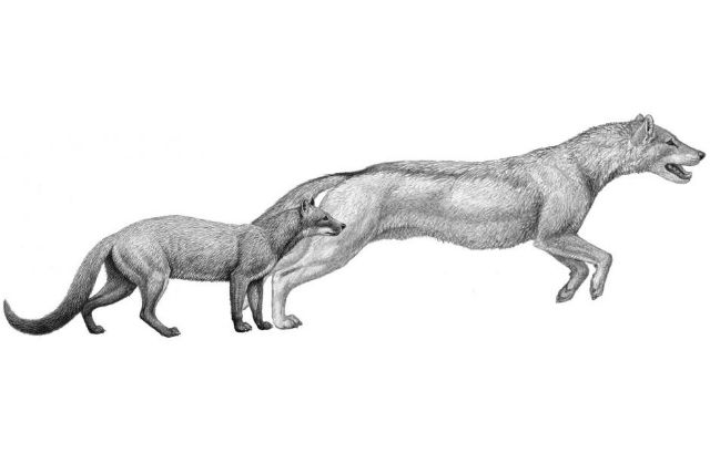 New Research Sheds Light on the Evolution of Dogs