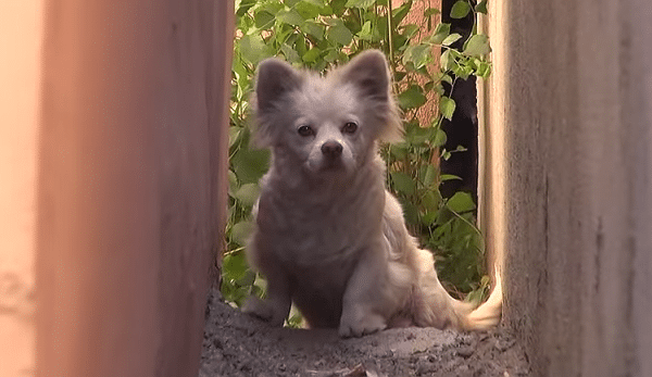 A small white dog, with hope for paws, is sitting in a small alleyway.