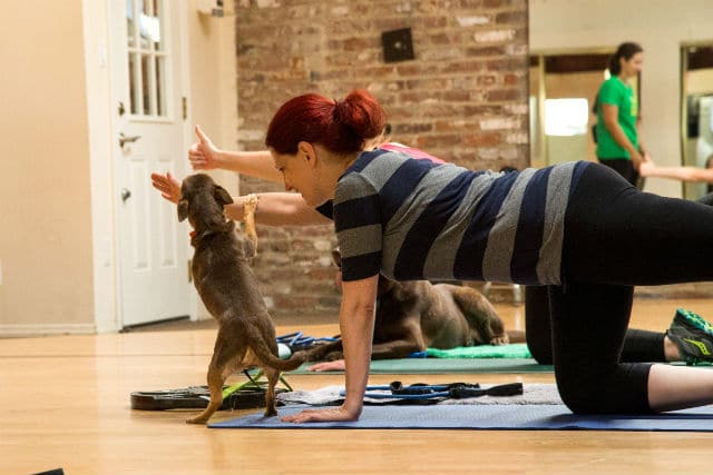 A woman is practicing yoga with a dog in a yoga studio, showcasing the harmonious connection between human and canine as they align their feet and paws in pursuit of fitness.