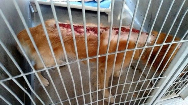 $4,500 Reward Offered After Four Dogs Suffer Horrendous Chemical Burns