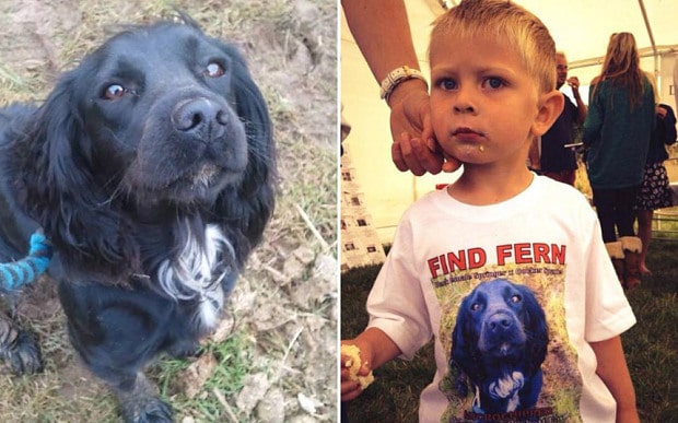 Two pictures of a boy with a dog wearing a t-shirt. #FindFern