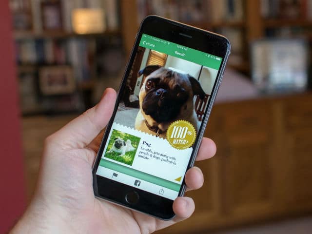 Microsoft's Fetch! App Can Identify Dog Breeds Based on Photos