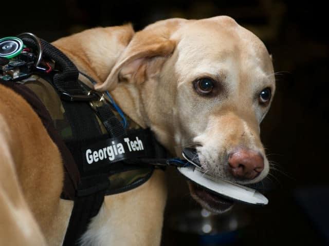 A dog is wearing a computerized vest with a piece of food on it.