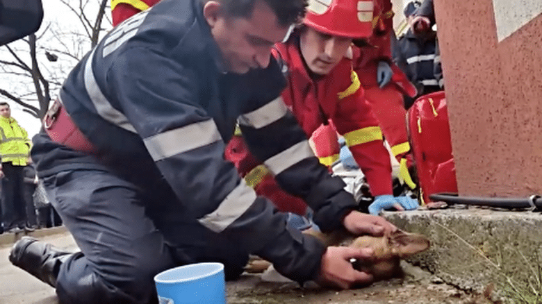 Dog Brought Back to Life Thanks to CPR
