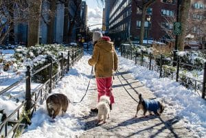 A woman stylishly walks her dogs in the snowy streets of NYC.