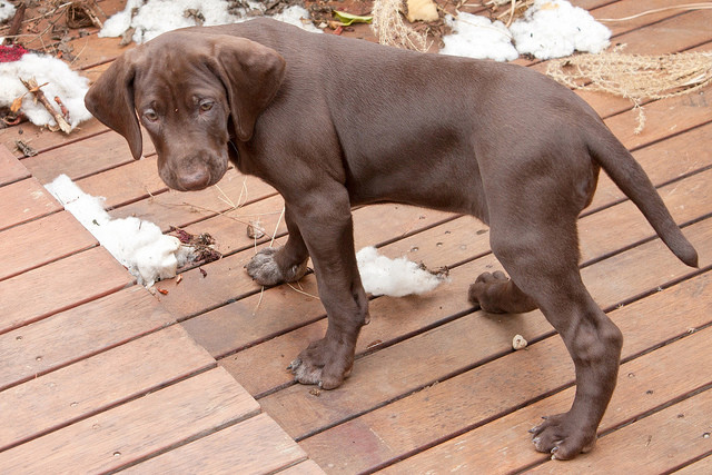 A bored brown dog standing on a wooden deck.