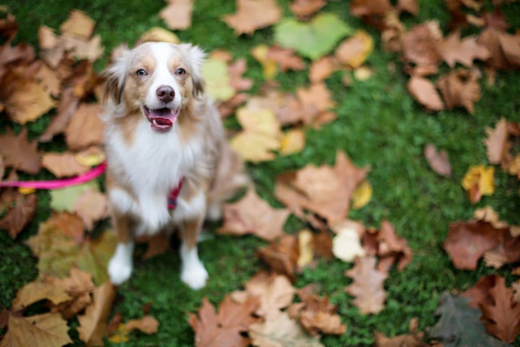 dog in leaves