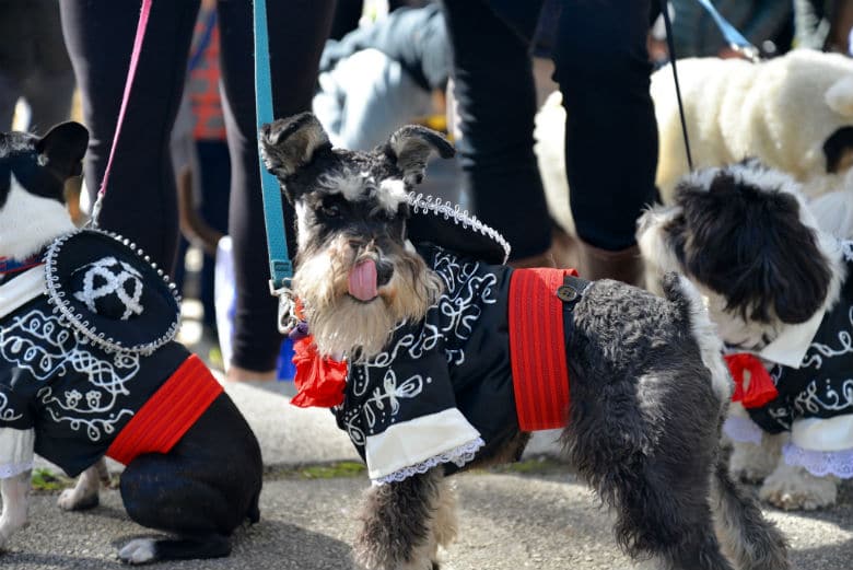 Get Ready: The Great PUPkin Dog Costume Contest Is Returning to Brooklyn