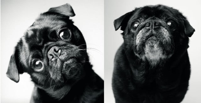 A black and white photo featuring two pugs, capturing the timeless charm of these furry companions.