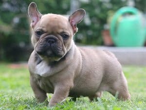 A small french bulldog puppy, known for its charming appearance and playful nature, standing in the lush green grass.