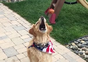 A golden retriever with an american flag bandana is catching an apple.