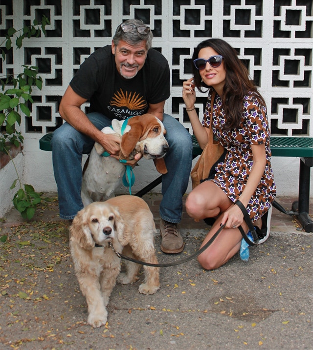 A man and woman, in the presence of their dogs, strike a pose for a picture.