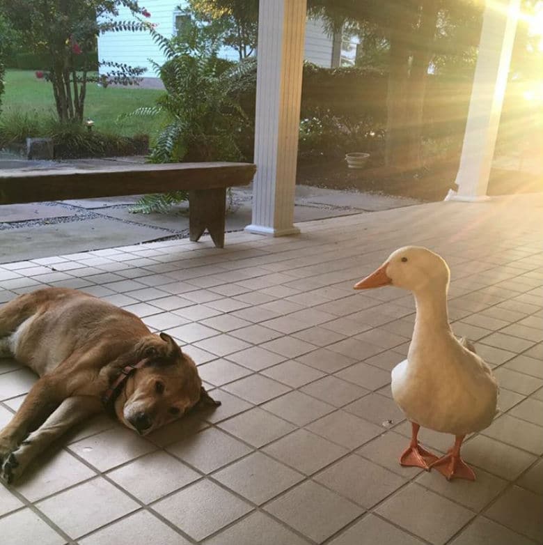 Duck Waddles His Way Into Severely Depressed Dog's Heart