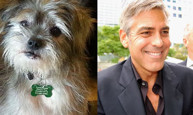 A Pup No One Wanted Gets Adopted by George Clooney’s Family on Christmas