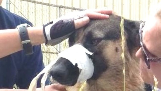 A dog with a bandage on its nose is being held by a woman.