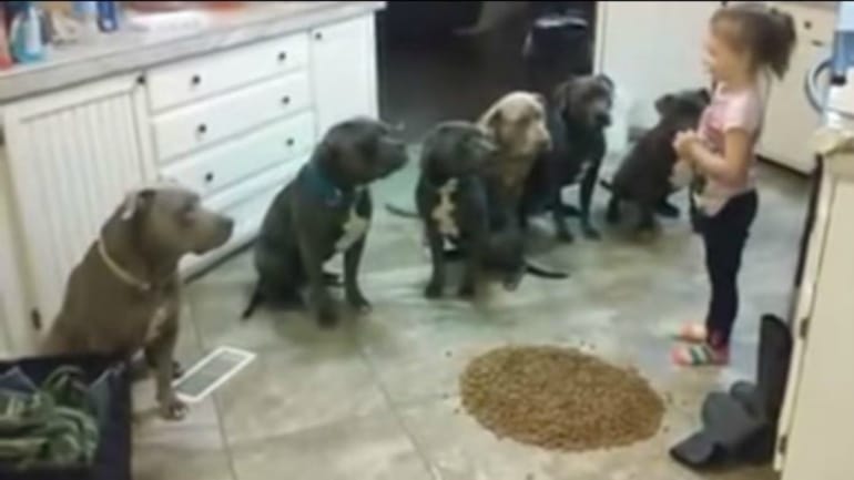 A little girl is standing in front of a group of pit bulls.