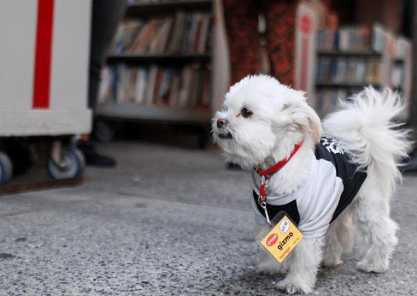 A white dog wearing a shirt inside the Strand Bookstore.