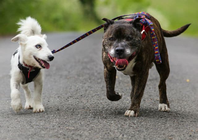 Meet a Blind Pup and His Inseparable 'Guide' Dog