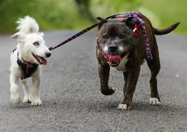 A blind dog and a guide dog walking on a leash on a country road.