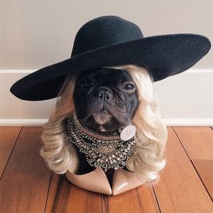 A pug dog wearing a black hat and necklace in a dog costume.
