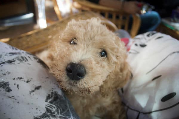 A brown poodle puppy is sitting on a person's lap, displaying the undeniable bond between dog and owner.