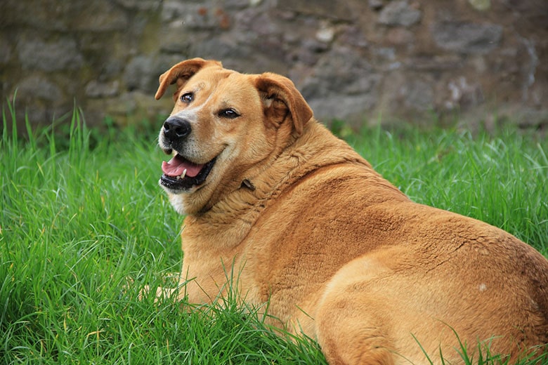 An overweight brown dog lying in the grass.