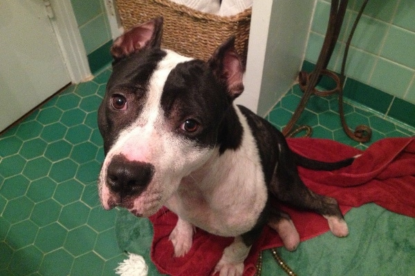 A black and white dog sitting on a towel in a bathroom.