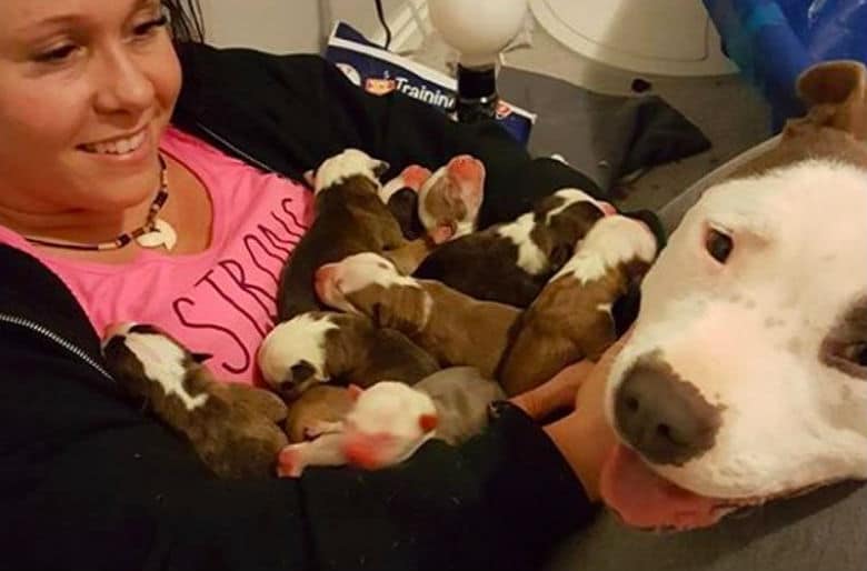 A woman is holding a group of Pit Bull puppies she rescued.