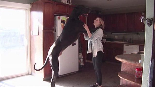 A woman standing next to a Great Dane in a kitchen.