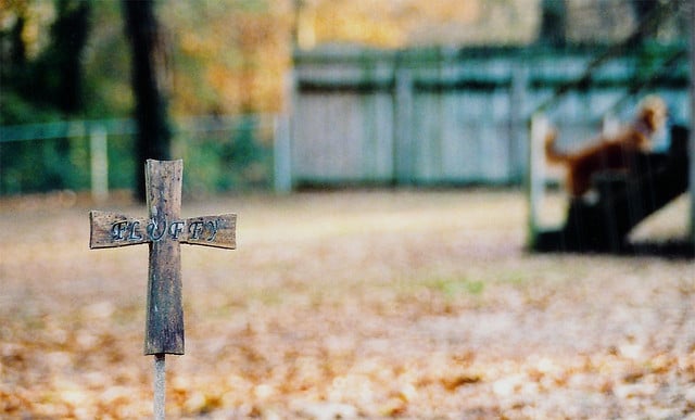 A greyhound grave marked by a wooden cross in the middle of a yard.