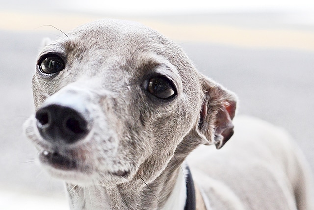 A loyal dog with a collar.