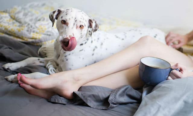 A dalmatian dog is sitting on a woman's bed with a cup of coffee from Grounds & Hounds.