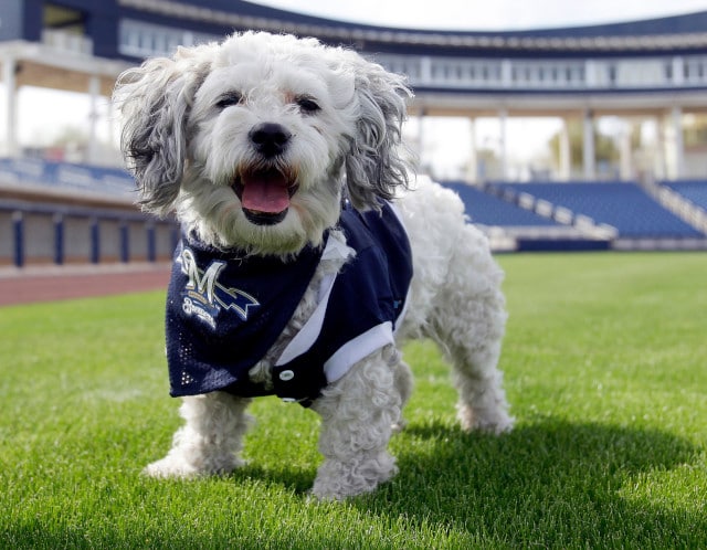 Hank the dog, wearing a bandana, standing on a baseball field.