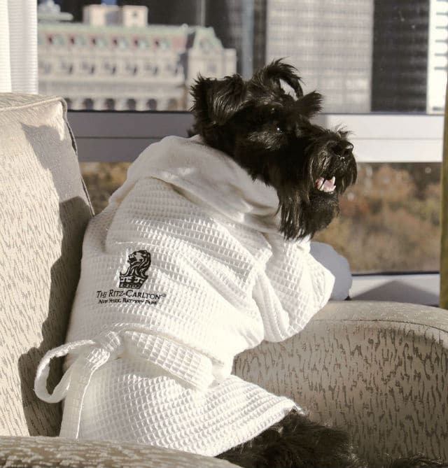 A black dog in a bathrobe sitting on a chair at the Ritz-Carlton.