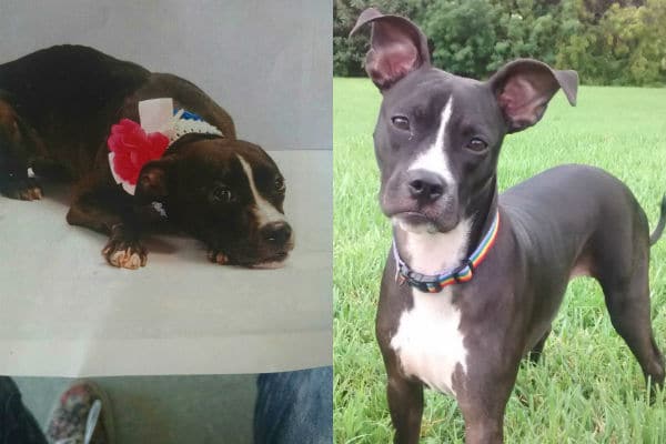 A before and after photo showcasing two adorable dogs.