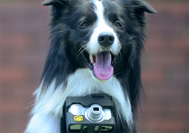 A black and white dog is practicing heartography.