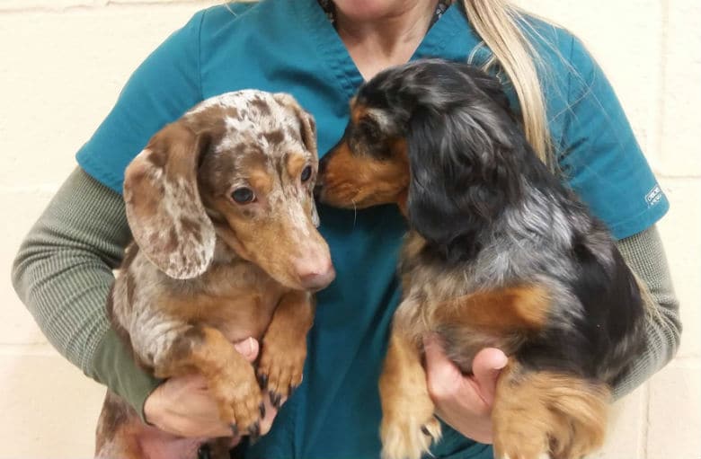 A Nearly Blind Dachshund and His Guide Dog Get Adopted Together