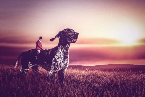 Stuart Holroyd, a man riding a dog, enjoys the breathtaking sunset in a field.